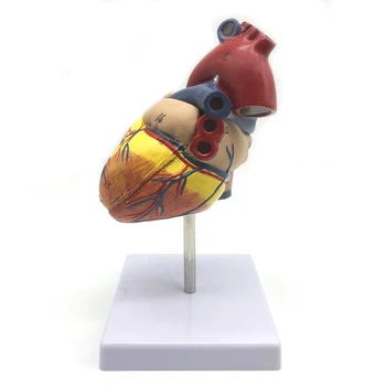 1: 1 Žmogaus Širdies Modelis, Anatomiškai Tiksliai Širdies Modelio Gyvenime Dydis Skeletas Žmogaus Anatomijos Mokslo Klasėje Tyrimo Ekranas