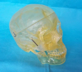 1:1 žmogaus Permatomos Kaukolės medicinos mokymo modelis skeleto Anatomijos modelis nemokamas pristatymas
