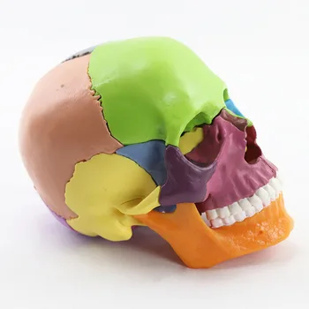 1:2 Dydis Išardyta Spalvinga Žmogaus Kaukolės Modelis Anatomijos Anatomija Medicinos Mokymo Skeletas Galvos Mokosi Mokymo Reikmenys