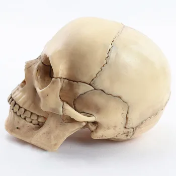 1:2 Dydis Išardyta Spalvinga Žmogaus Kaukolės Modelis Anatomijos Anatomija Medicinos Mokymo Skeletas Galvos Mokosi Mokymo Reikmenys