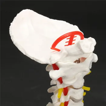 18cm Gyvenimo Dydis Kaklo Slankstelio Arteria stuburo Nervai ir Stuburo Anatomijos Modelis, Mokyklos Švietimo Medicinos Mokymo Mokymosi Modelis