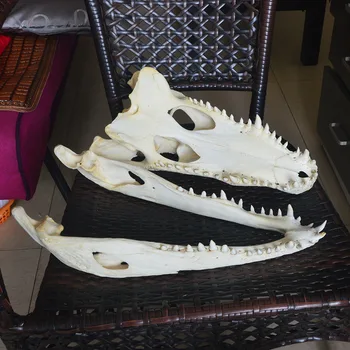1Pcs Originali Crocodylus Crossocheilus siamensis Krokodilo Kaukolę Taxidermy 43CM/17
