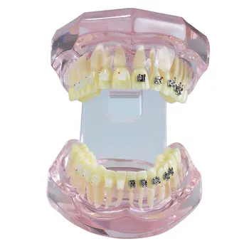 1pc Dantų Suaugusiųjų Ortodontinis Modelis Dantų Dantų Modelio Odontologą Medicinos Mokslo, Mokymo Studijų Odontologijos Priemonės