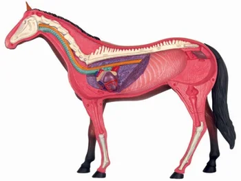 31 Dalių Surinkti Arklių Anatomijos Modelis Medicinos Anatominius Gyvūnų Modelio Puzzels Vaikams Skeletas edukologija Žaislai 17cm
