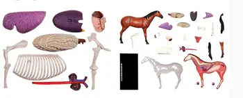 31 Dalių Surinkti Arklių Anatomijos Modelis Medicinos Anatominius Gyvūnų Modelio Puzzels Vaikams Skeletas edukologija Žaislai 17cm
