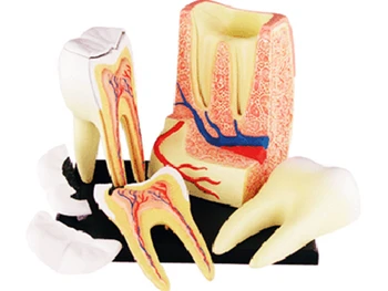 Dantų 4d meistras įspūdį Surinkimo žaislas žmogaus kūno organų anatomijos modelis medicinos mokymo modelį