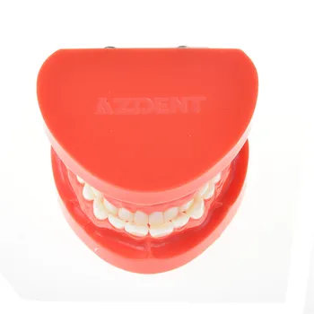 Dantų Protezavimas, Dantų Žandikaulio Modelio Standartas Typodont Demonstravimo Dantų Protezų Mokymo Modelį Dantų Simuliatorius Technikas Įrankiai