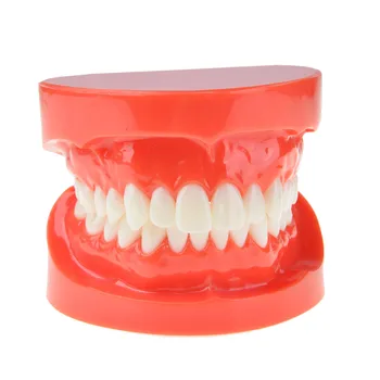 Dantų Protezavimas, Dantų Žandikaulio Modelio Standartas Typodont Demonstravimo Dantų Protezų Mokymo Modelį Dantų Simuliatorius Technikas Įrankiai