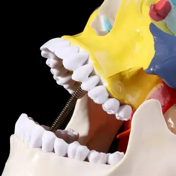 Gyvenimo Dydis Spalvinga Kaukolės Anatomijos Modelis Anatomija Medicinos Mokymo Skeletas Galvos Mokosi Mokymo Reikmenys