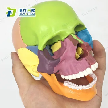 Mini Kaukolės Modelis 15 Dalių Žmogaus Anatomija Skeletas Spalvinga Surinkti Žaislas, skirtas Medicinos ir Meno Mokymo ir Mokymosi