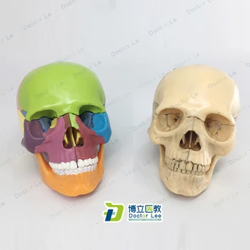 Mini Kaukolės Modelis 15 Dalių Žmogaus Anatomija Skeletas Spalvinga Surinkti Žaislas, skirtas Medicinos ir Meno Mokymo ir Mokymosi