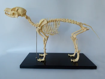 Nemokamas pristatymas Gyvūnų Skeleto Modelis Šuns Skeletas Švietimo Modelis skeleto modelis