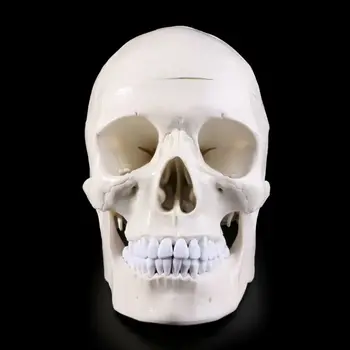 Žmogaus Anatomija Anatomija Galvos Skeletas Kaukolės Mokymo Modelį Mokykliniai Reikmenys Studijų Įrankis, Dropshipping