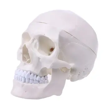 Žmogaus Anatomija Anatomija Galvos Skeletas Kaukolės Mokymo Modelį Mokykliniai Reikmenys Studijų Įrankis, Dropshipping